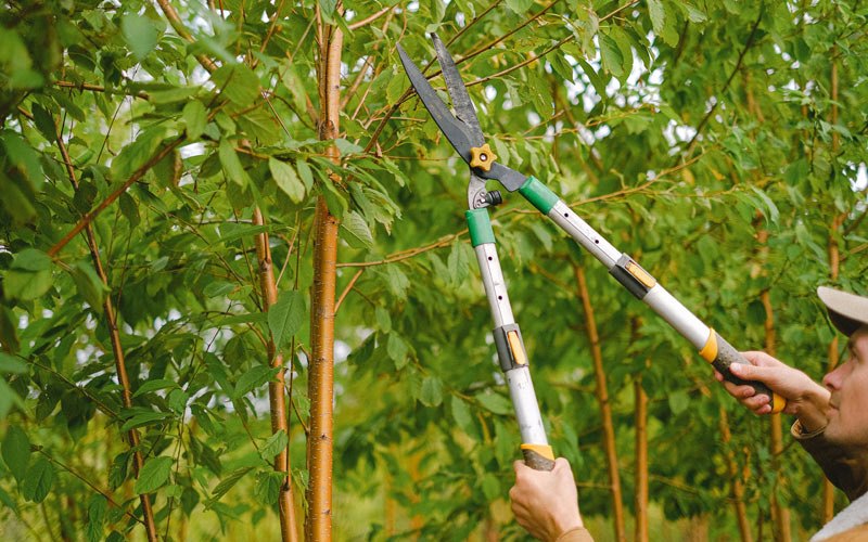 Tree trimming in Noatak, AK